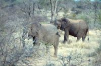 Elefanten im Timbavati